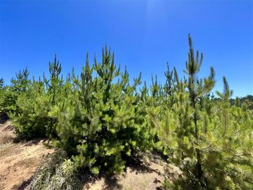 Sitio en Venta en Loteo Fundo Boyeruca