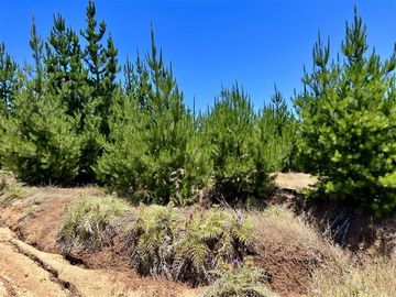 Sitio en Venta en Loteo Fundo Boyeruca
