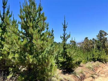 Sitio en Venta en Loteo Fundo Boyeruca