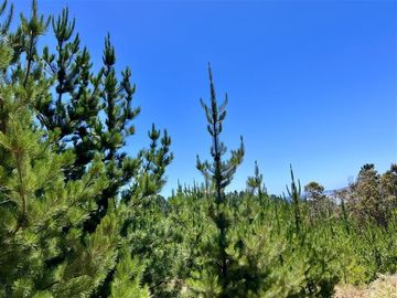 Sitio en Venta en Loteo Fundo Boyeruca