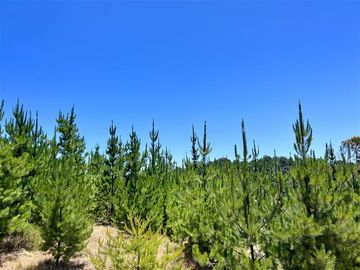 Sitio en Venta en Loteo Fundo Boyeruca