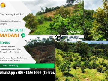 Tanah Kavling Murah dalam Perkebunan Terpadu di Bogor