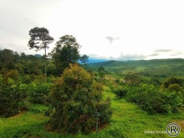 Tanah Kavling Murah dalam Perkebunan Terpadu di Bogor