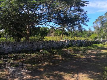 Venta Rancho ganadero  en panaba yalsihon  de 108 has (dzilam gonzalez) yucatan