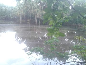 Venta Rancho ganadero  en panaba yalsihon  de 108 has (dzilam gonzalez) yucatan