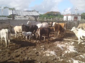 Venta Rancho ganadero  en panaba yalsihon  de 108 has (dzilam gonzalez) yucatan