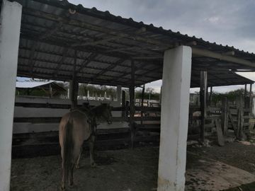Venta Rancho ganadero  en panaba yalsihon  de 108 has (dzilam gonzalez) yucatan
