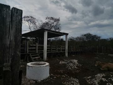 Venta Rancho ganadero  en panaba yalsihon  de 108 has (dzilam gonzalez) yucatan