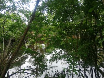 Venta Rancho ganadero  en panaba yalsihon  de 108 has (dzilam gonzalez) yucatan