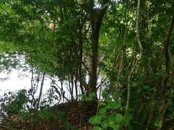 Venta Rancho ganadero  en panaba yalsihon  de 108 has (dzilam gonzalez) yucatan