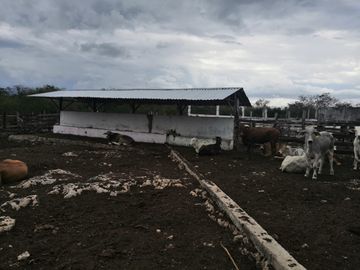 Venta Rancho ganadero  en panaba yalsihon  de 108 has (dzilam gonzalez) yucatan