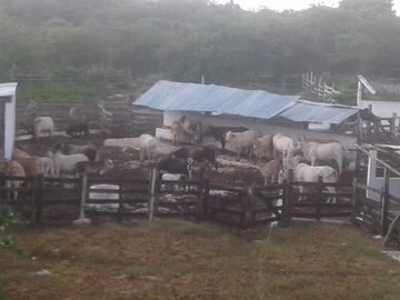 Venta Rancho ganadero  en panaba yalsihon  de 108 has (dzilam gonzalez) yucatan