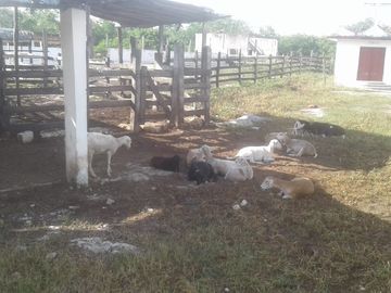Venta Rancho ganadero  en panaba yalsihon  de 108 has (dzilam gonzalez) yucatan