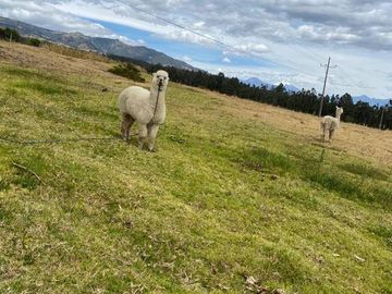 VENDO HERMOSA FINCA DE 8.3  HAS SECTOR IGUIÑARO CERCA A CHECA