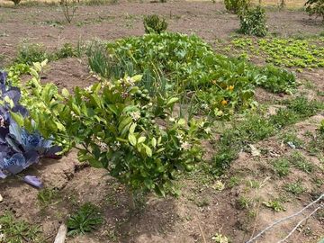 VENDO HERMOSA FINCA DE 8.3  HAS SECTOR IGUIÑARO CERCA A CHECA