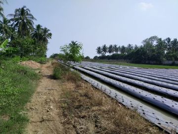 DIJUAL CEPAT Tanah di Panimbang Banten 1.5 Ha PINGGIR JALAN