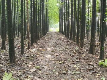 Dijual Tanah Cocok Buat Industri Dan Pergudangan Cipambuan Sentul Bogor