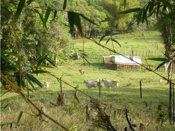 Venta: Finca de 525,000 m2 en Cerro Azul