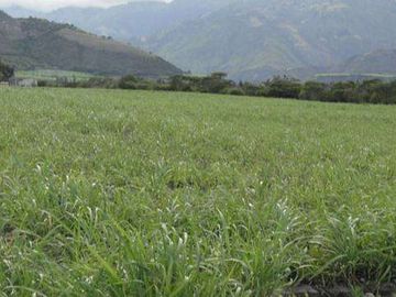Venta de Propiedad de 66 hectáreas en Salinas de Ibarra