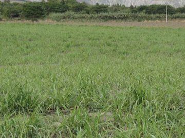 Venta de Propiedad de 66 hectáreas en Salinas de Ibarra