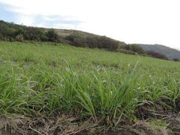 Venta de Propiedad de 66 hectáreas en Salinas de Ibarra