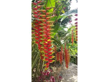 VENTA FINCA EN COPACABANA