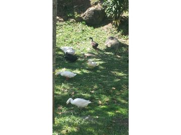 VENTA FINCA EN COPACABANA