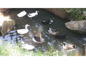 VENTA FINCA EN COPACABANA