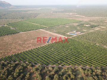 146 hectáreas tituladas en Olmos sector tierra Rajada, listas para sembrar todo tipo de productos para agro exportación, buen clima todo el año, cerca
