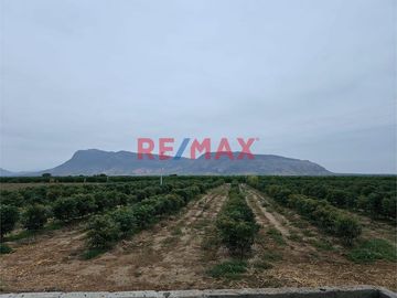 146 hectáreas tituladas en Olmos sector tierra Rajada, listas para sembrar todo tipo de productos para agro exportación, buen clima todo el año, cerca