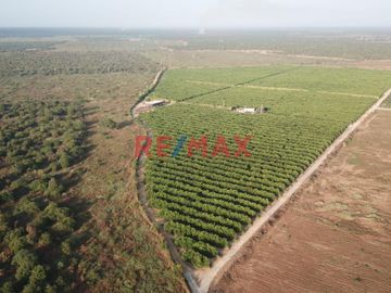 146 hectáreas tituladas en Olmos sector tierra Rajada, listas para sembrar todo tipo de productos para agro exportación, buen clima todo el año, cerca