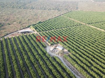 146 hectáreas tituladas en Olmos sector tierra Rajada, listas para sembrar todo tipo de productos para agro exportación, buen clima todo el año, cerca