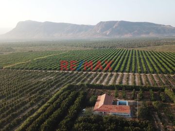 146 hectáreas tituladas en Olmos sector tierra Rajada, listas para sembrar todo tipo de productos para agro exportación, buen clima todo el año, cerca