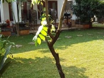 Rumah diJual di Cinere, Depok