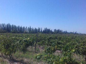 Finca Organica en  San Rafael, Mendoza , IDEAL INVERSOR!!