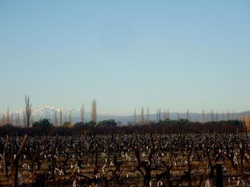 Finca Organica en  San Rafael, Mendoza , IDEAL INVERSOR!!