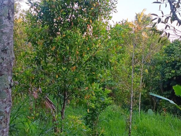TANAH SEKUMPUL SAWAN BULELENG