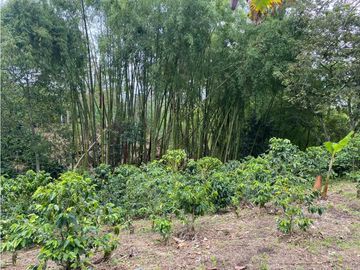 SE VENDE FINCA EN LA VIA CIRCASIA - MONTENEGRO