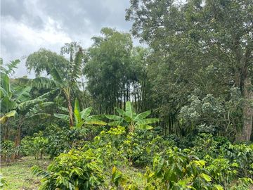 SE VENDE FINCA EN LA VIA CIRCASIA - MONTENEGRO