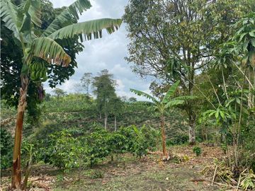 SE VENDE FINCA EN LA VIA CIRCASIA - MONTENEGRO
