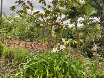 SE VENDE FINCA EN LA VIA CIRCASIA - MONTENEGRO
