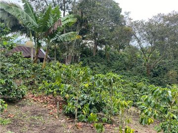 SE VENDE FINCA EN LA VIA CIRCASIA - MONTENEGRO