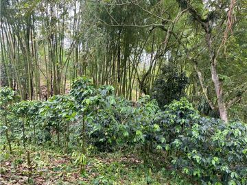 SE VENDE FINCA EN LA VIA CIRCASIA - MONTENEGRO