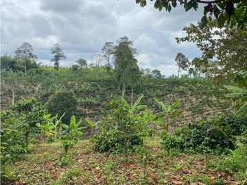 SE VENDE FINCA EN LA VIA CIRCASIA - MONTENEGRO