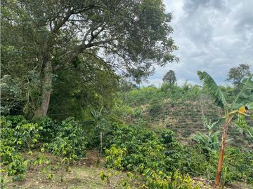 SE VENDE FINCA EN LA VIA CIRCASIA - MONTENEGRO