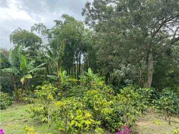 SE VENDE FINCA EN LA VIA CIRCASIA - MONTENEGRO