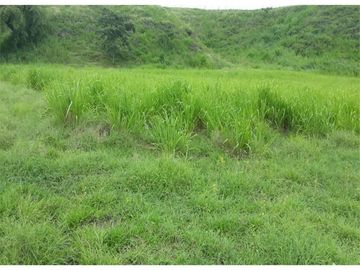 FINCA GANADERA-ARROCERA EN SAN LUIS TOLIMA
