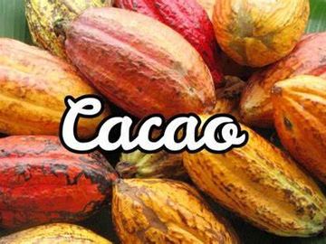 Finca de Cacao en Venta
