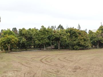FOCOLARE PROPIEDADES VENDE CASA CON ARBOLES DE PALTOS