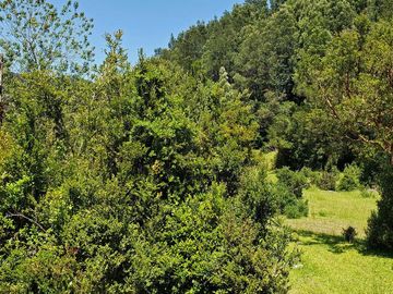 Hermoso Predio 72ha En Corral, Vista Al Mar, Bosque Nativo Y Más